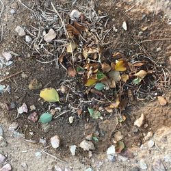 Tartesso - Trash and dog poop covering the common areas!