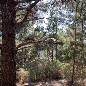 Jacks Peak County Park - No view - Parks Near Me - Monterey, California