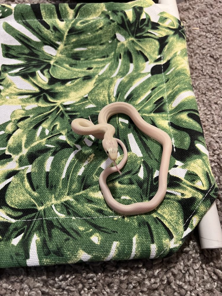 Comet’s Critters - reptile breeding in Coconut Creek, FL