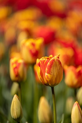 Skagit Valley Tulip Festival Headquarters by null