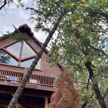 Fire Risk Management - Barely hanging on - Tree Services Near Me Fire Risk Management - Barely hanging on - Tree Services Near Me
