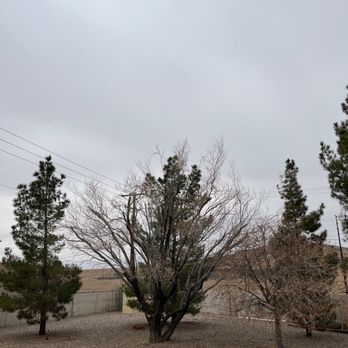 Terry's Tree Service - Trimmed dessert willow. - Tree Services Near Me