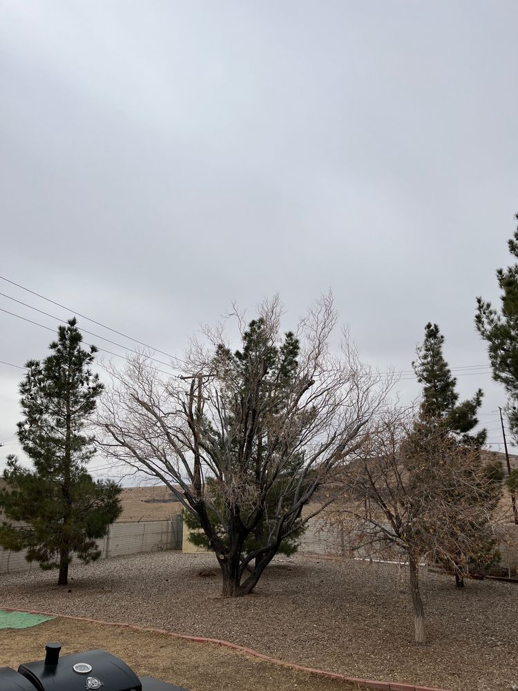 Terry's Tree Service - tree service in Peralta, NM