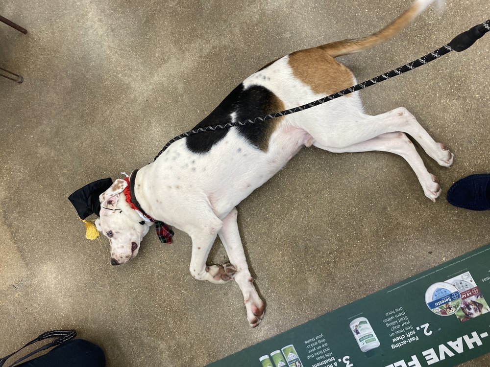 PETCO 12 Reviews 2717 W Park Row Dr, Arlington, Texas Pet