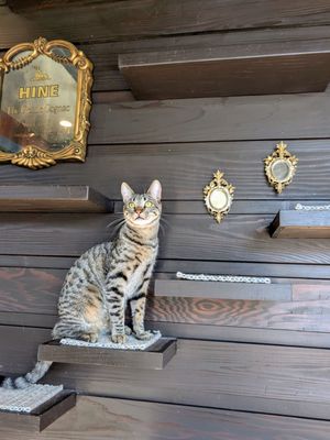 Whiskers & Wine Cat Cafe by null