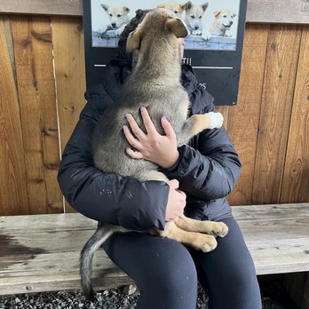 Gold Rush Dog Tours - You get to meet the puppies that will be the future sled dogs! All the animals  (grown dogs and little puppies) were so sweet and adorable! - Pet Services Near Me - Juneau, Alaska