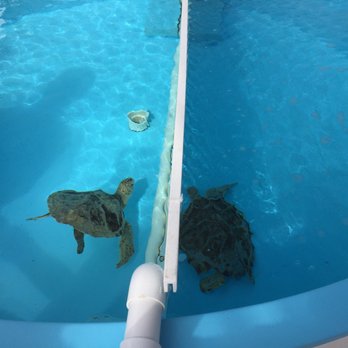 Loggerhead Marinelife Center - A divider so they don't fight! - Community Service/Non-Profit Near Me - Juno Beach, Florida