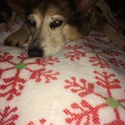 Raphael Inn - Heidi the Wonder Dog getting sleepy!
