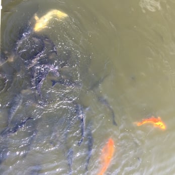 Firefly Grill - Koi pond - Steakhouses Near Me - Effingham, Illinois