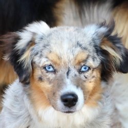 Bock's Colorado Mini Aussie - One of our girls Jazmine