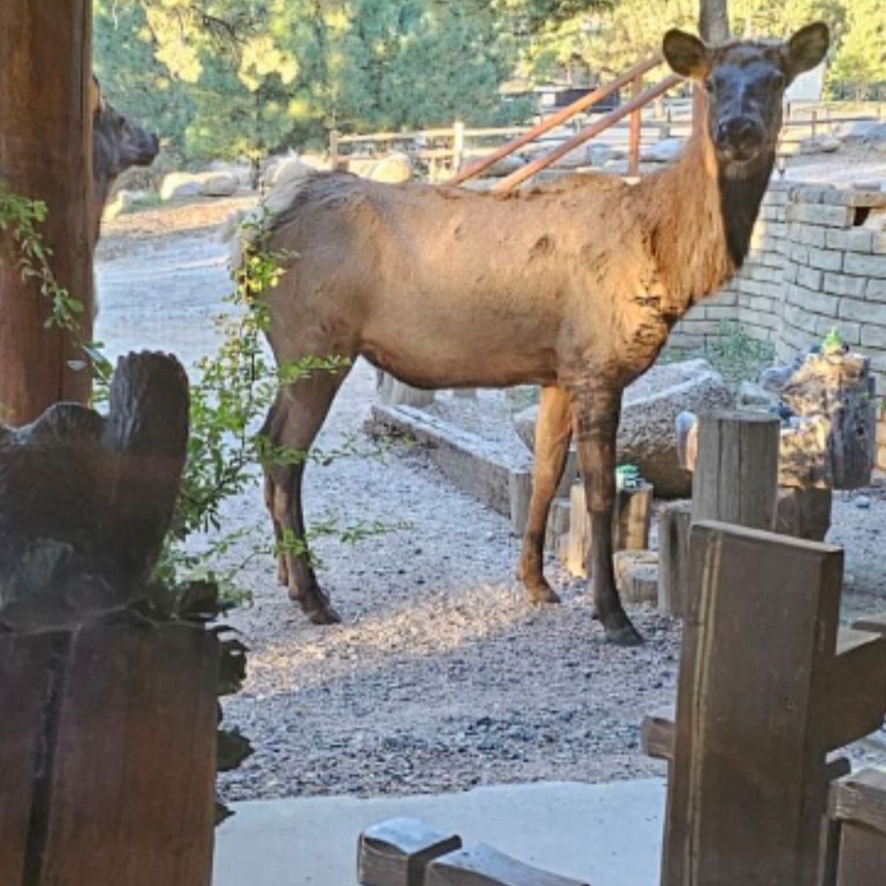 Hualapai Mountain Resort - Resorts Near Me - Kingman, Arizona