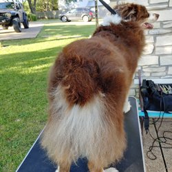 In Home Dog Grooming NV