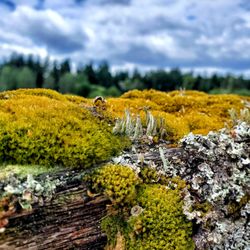Mercer Slough Nature Park