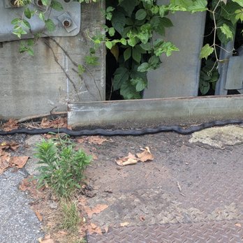 Red Run Stream Valley Trail - Black rat snake around 5 feet long - Hiking Near Me - Owings Mills, Maryland Red Run Stream Valley Trail - Black rat snake around 5 feet long - Hiking Near Me - Owings Mills, Maryland