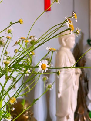 Trader Joe's by null