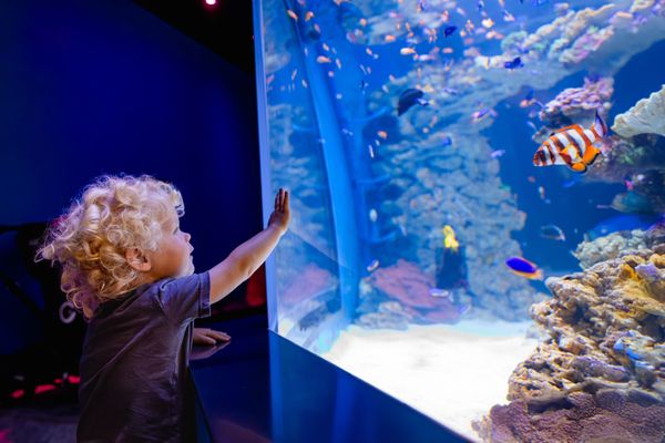 Birch Aquarium by null