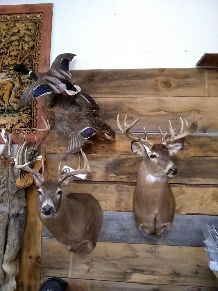 Woodsedge Taxidermy and archery - taxidermy in Friendship, WI