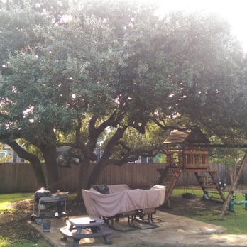 Austin Tree Surgeons - Our big, backyard live oak. Canopy raised and thinned beautifully! - Tree Services Near Me - Austin, Texas