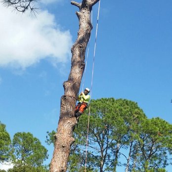 It's More Than Just Trees - Professional Tree Climber - Tree Services Near Me It's More Than Just Trees - Professional Tree Climber - Tree Services Near Me