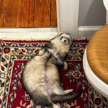Veterinary Care Center - My ferret, Churchill - Veterinarians Near Me - Mercerville, New Jersey Veterinary Care Center - My ferret, Churchill - Veterinarians Near Me - Mercerville, New Jersey