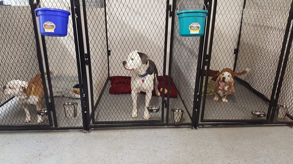 PRECIOUS PETS BOARDING KENNEL Updated September 2024 Request