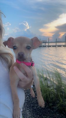 Charleston Animal Society by null