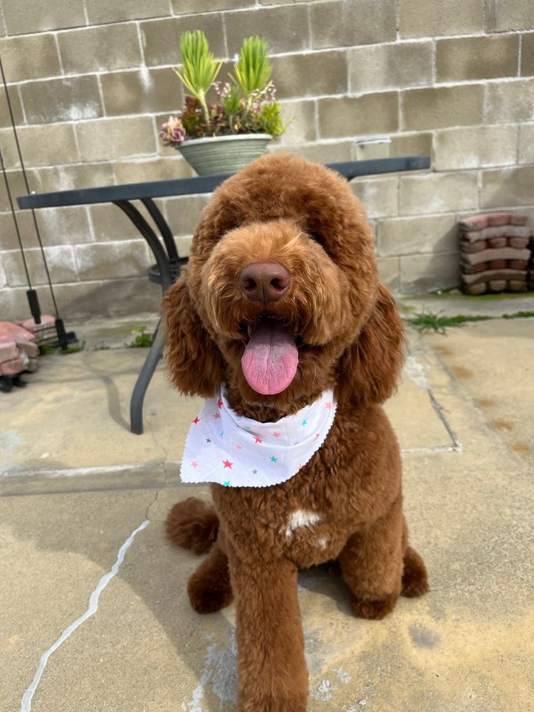 NONO PET GROOMING 130 Photos & 65 Reviews 68 Rio Rancho Rd, Pomona