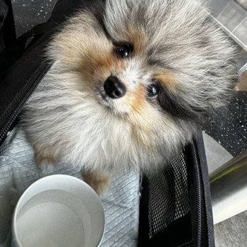 Pin Point Pet Delivery - Pet Transportation Near Me