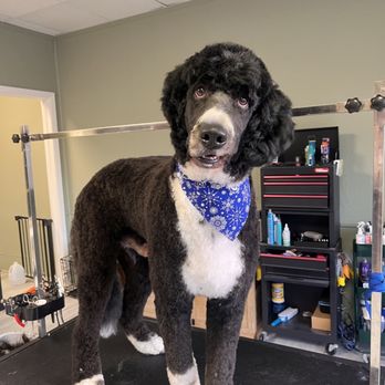 Urban Tailworks - Bernie the Bernadoodle - Pet Groomers Near Me - Lincoln, Nebraska Urban Tailworks - Bernie the Bernadoodle - Pet Groomers Near Me - Lincoln, Nebraska