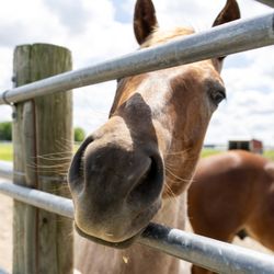 Crooked Creek Winery - Skillet Fork Horses