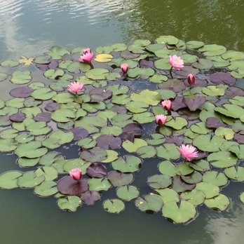 Brooklyn Botanic Garden - Lily pad garden - Botanical Gardens Near Me - Brooklyn, New York Brooklyn Botanic Garden - Lily pad garden - Botanical Gardens Near Me - Brooklyn, New York