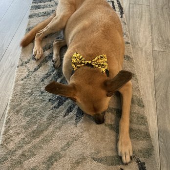 Off The Hook - Handsome boy! - Pet Groomers Near Me - Lady Lake, Florida