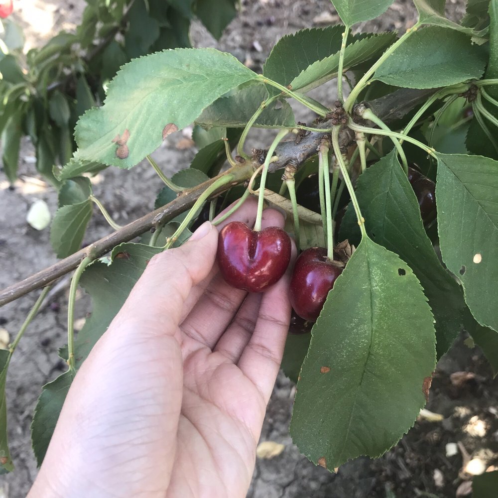 Cherry Time - Perfect heart :) - Pick Your Own Farms Near Me - Brentwood, California Cherry Time - Perfect heart :) - Pick Your Own Farms Near Me - Brentwood, California
