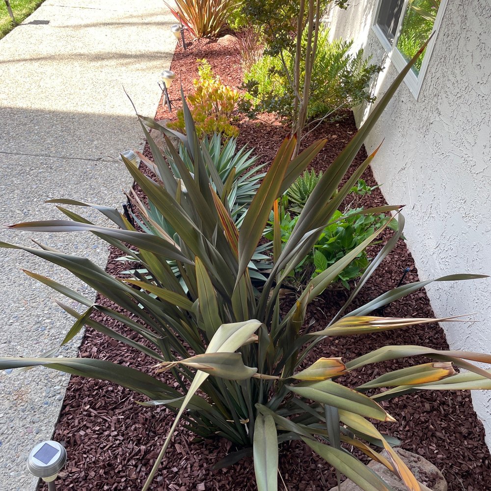 MR Landscaping - Mulch top up that Edy did. - Landscaping Near Me - Rodeo, California