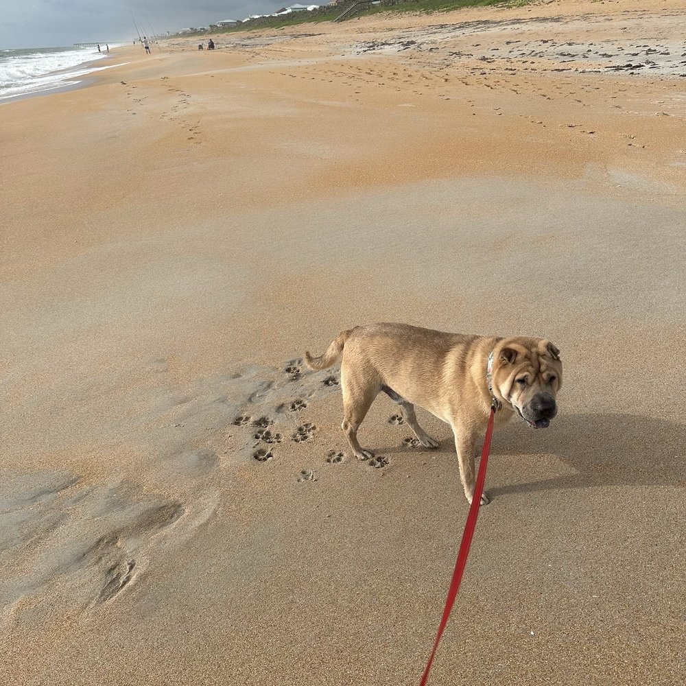 My pup at the beach My pup at the beach