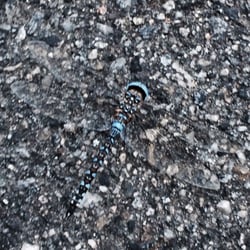 Apex Wellness - Found this dragon fly in the parking lot!