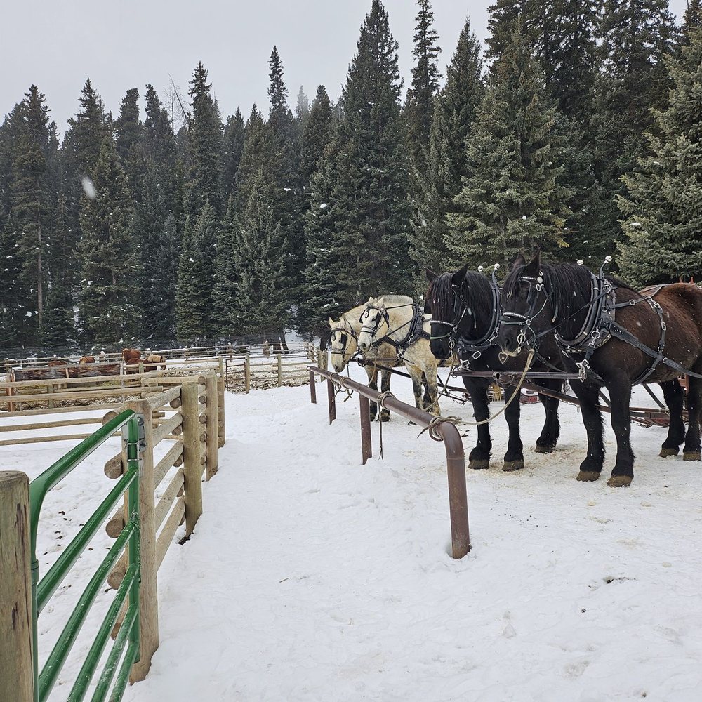 Horsies!