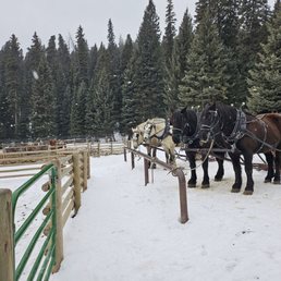 Horsies!