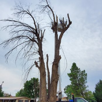A & C Services - Removing a dead tree - Tree Services Near Me