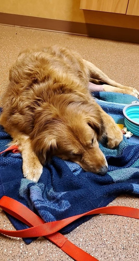 ANIMAL HEALTH CENTER Updated July 2024 18 Photos & 45 Reviews 513