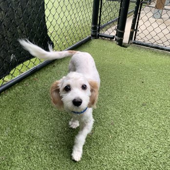 New Tampa Pet Resort - Pet Boarding Near Me - Lutz, Florida