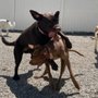 Photo of Doggy Deuce