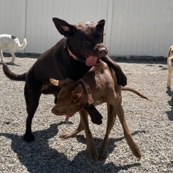 Doggy Deuce - Fun days spent playing