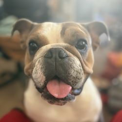 Smith Veterinary Hospital - Bella