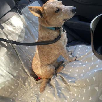 Canine Creek - A less smelly dog waiting for his post-bath pup-cup. Thanks Canine Creek! - Pet Groomers Near Me - Tehachapi, California Canine Creek - A less smelly dog waiting for his post-bath pup-cup. Thanks Canine Creek! - Pet Groomers Near Me - Tehachapi, California