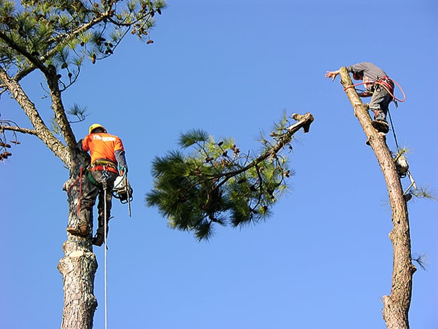 Mark Hawley's Tree Service - tree service in Orlando, FL