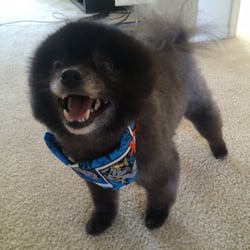 Happy Paws Professional Dog Grooming