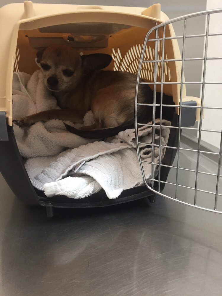 LAKE HAVASU CITY ANIMAL CONTROL DIVISION Updated September 2024