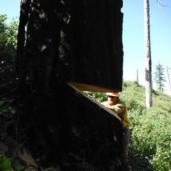 Cyrus Tree Service - Falling big dead trees. - Tree Services Near Me Cyrus Tree Service - Falling big dead trees. - Tree Services Near Me