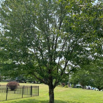 Baumann Tree - Maple tree thinned out by Baumann. - Tree Services Near Me - Fenton, Missouri